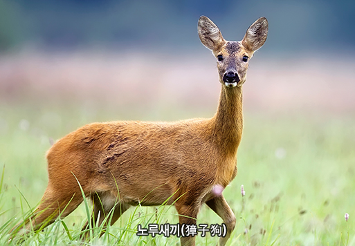 노루새끼(獐子狗)