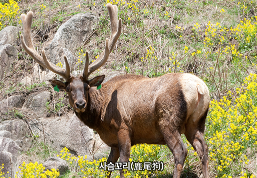 사슴꼬리(鹿尾狗)