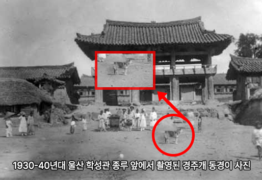 5-6세기 신라 고분군에서 출토된 동경이  토우