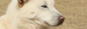 입