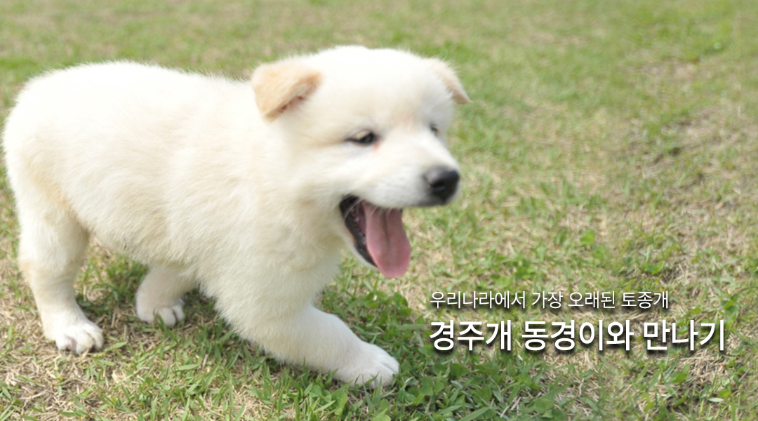 우리나라에서 가장 오래된 토종개 경주개 동경이와 만나기
