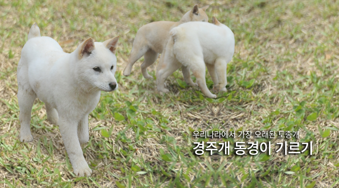우리나라에서 가장 오래된 토종개 경주개 동경이와 만나기