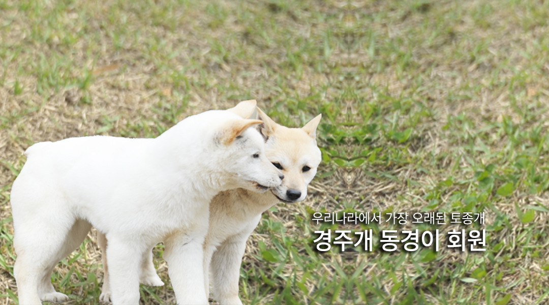 우리나라에서 가장 오래된 토종개 경주개 동경이 입양